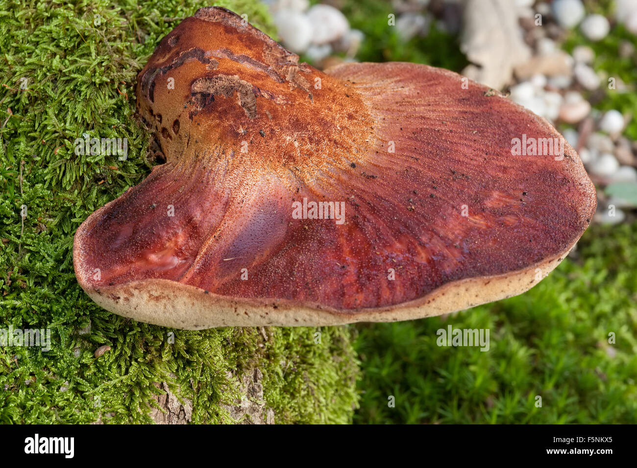 Close up of beefsteak fungus (Fistulina hepatica) Stock Photo
