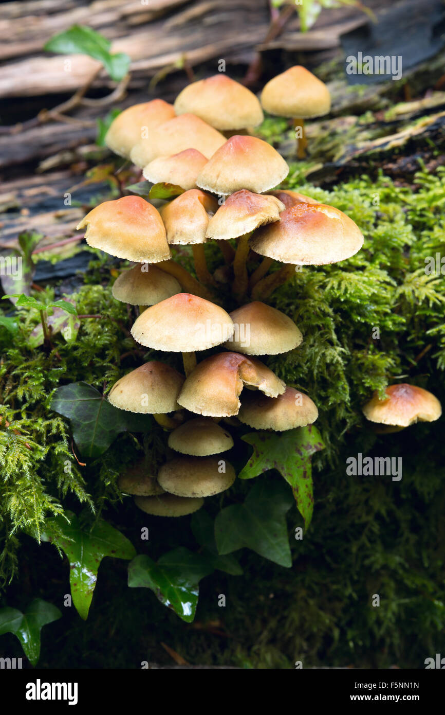 Sulpher tuft fungus Hypholoma Fasciculare growing on a rotting log ...