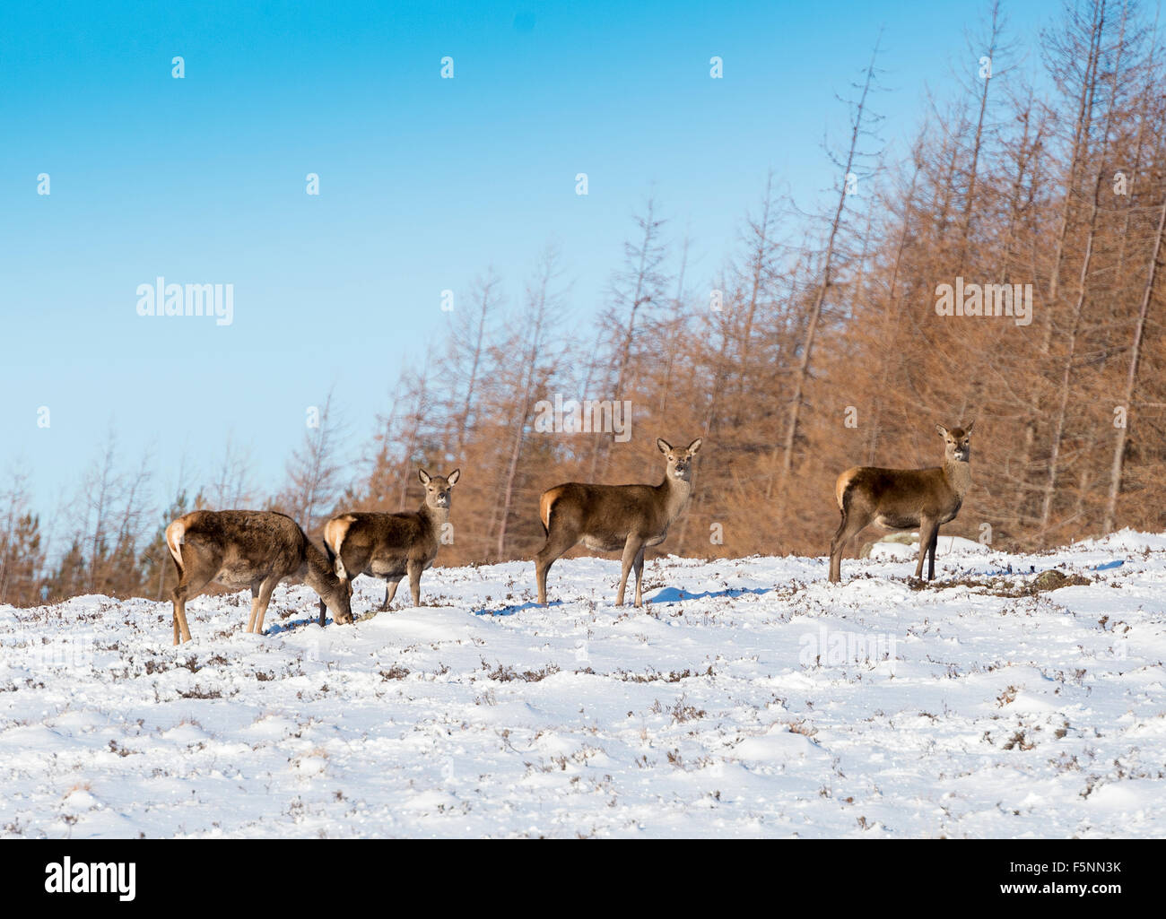Highland deer and stags Stock Photo