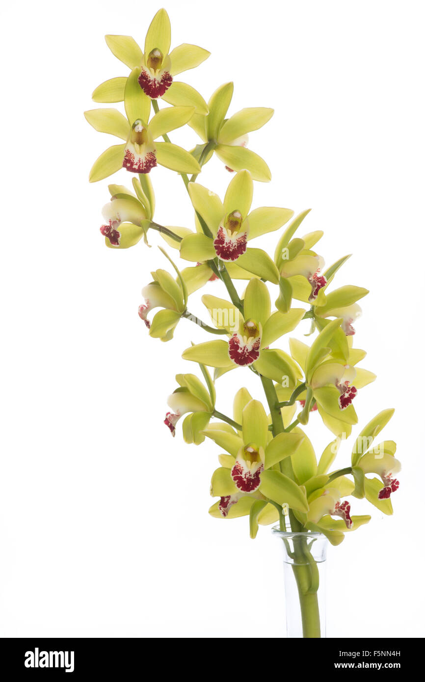 Bloomer orchid flowers Stock Photo