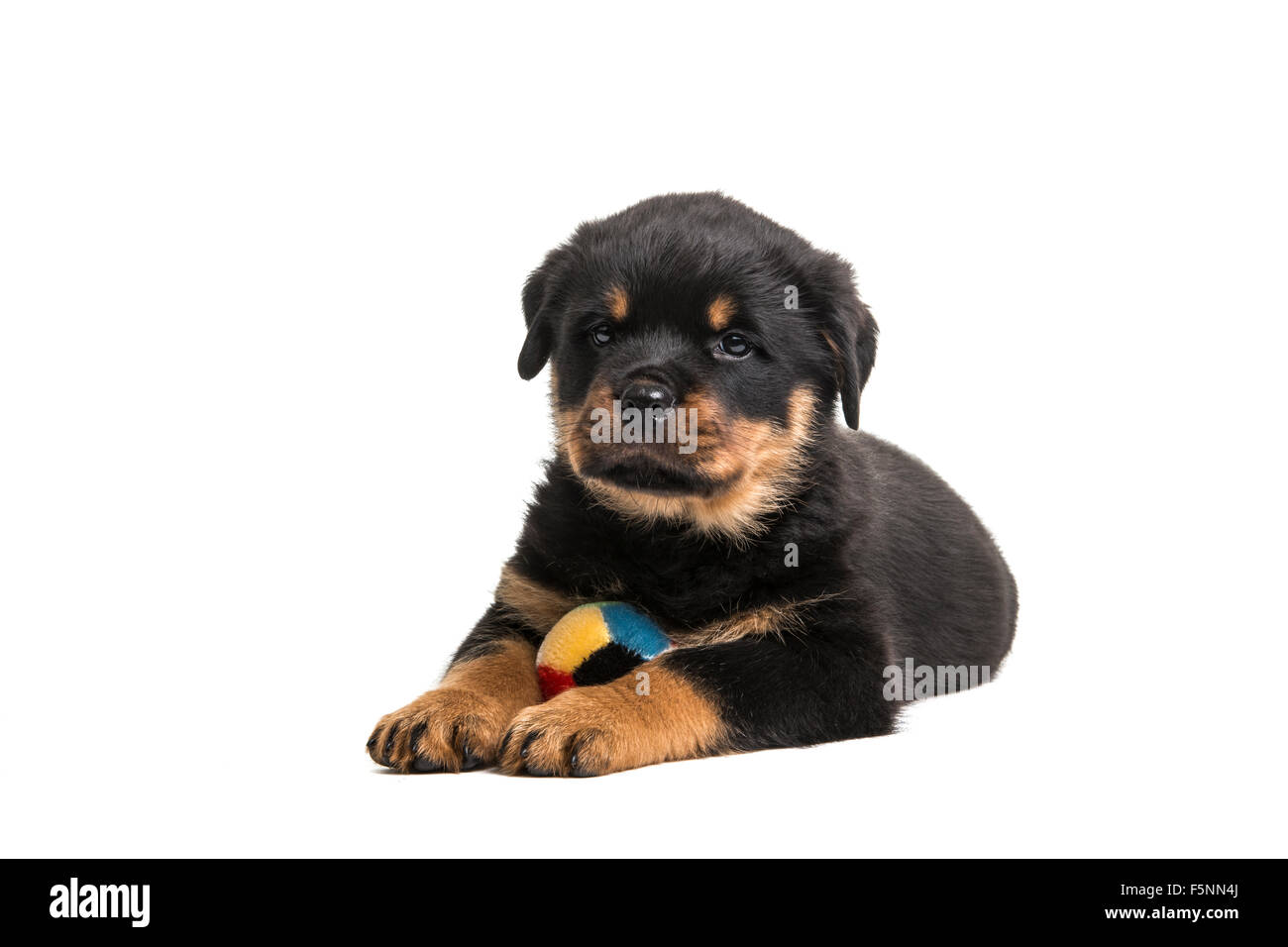 Cute rottweiler puppy with ball lying down Stock Photo