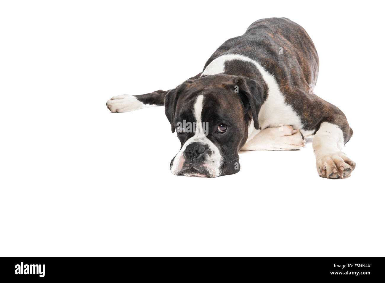 Lazy boxer  dog Stock Photo