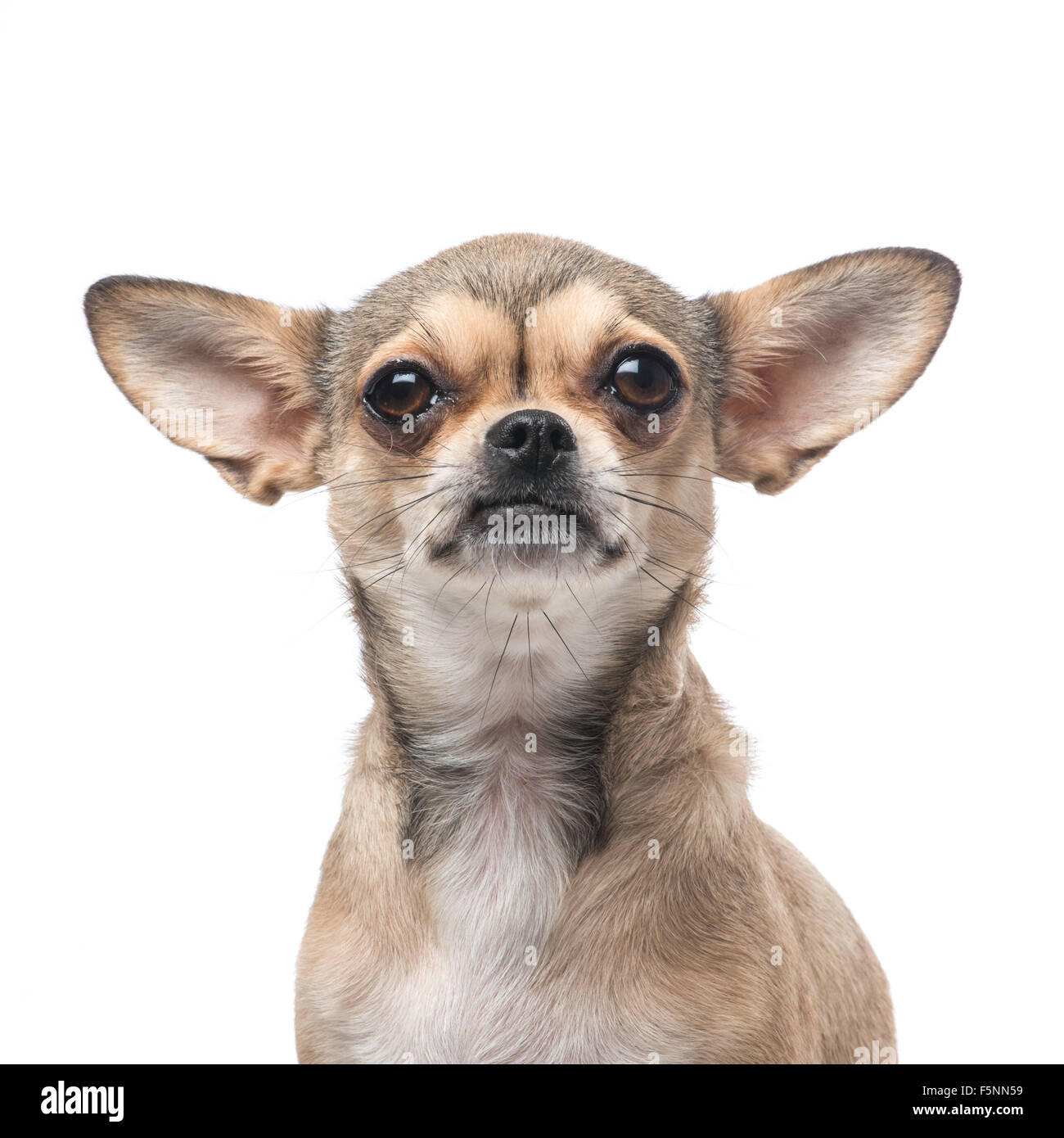 Chihuahua dog portrait Stock Photo