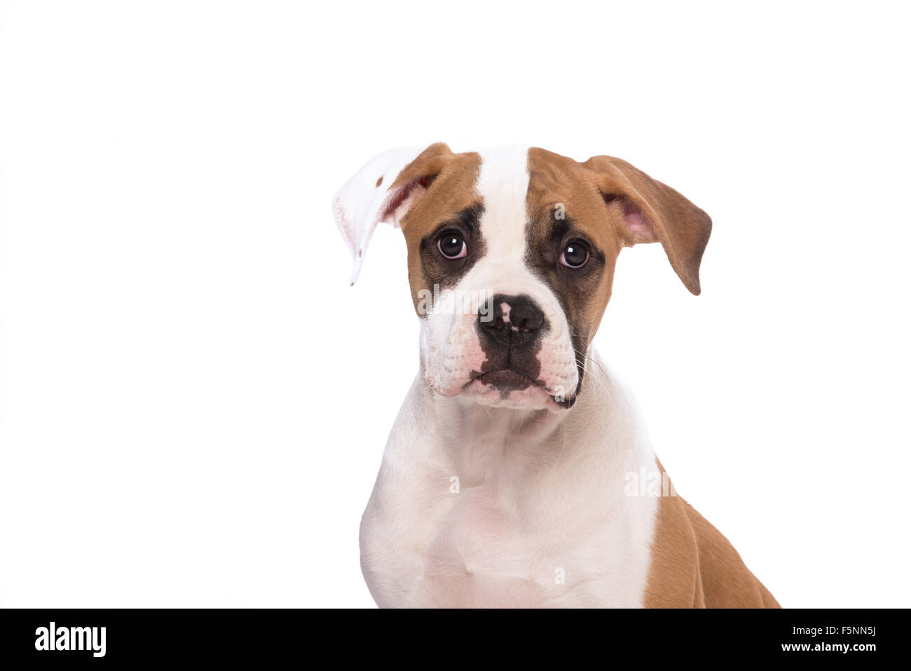 Cute american bulldog puppy Stock Photo