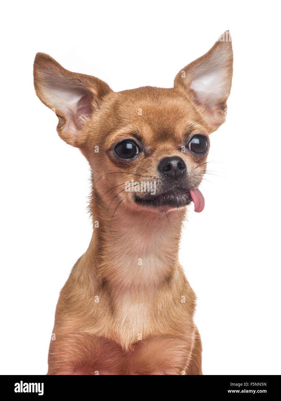 Cute chihuahua dog portrait with tongue sticking out Stock Photo