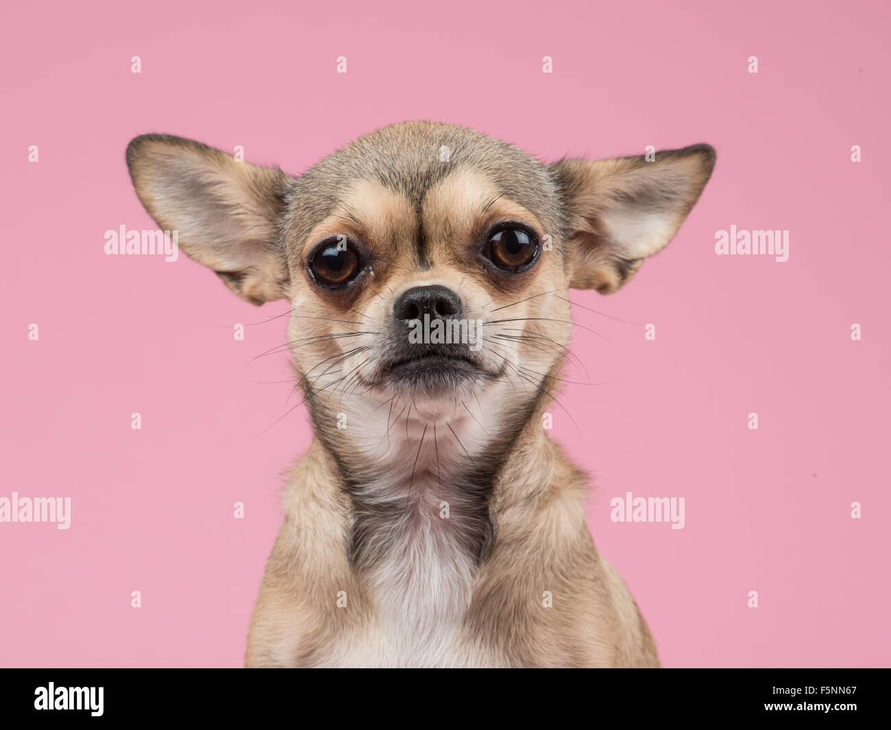 Chihuahua portrait on a pink background Stock Photo