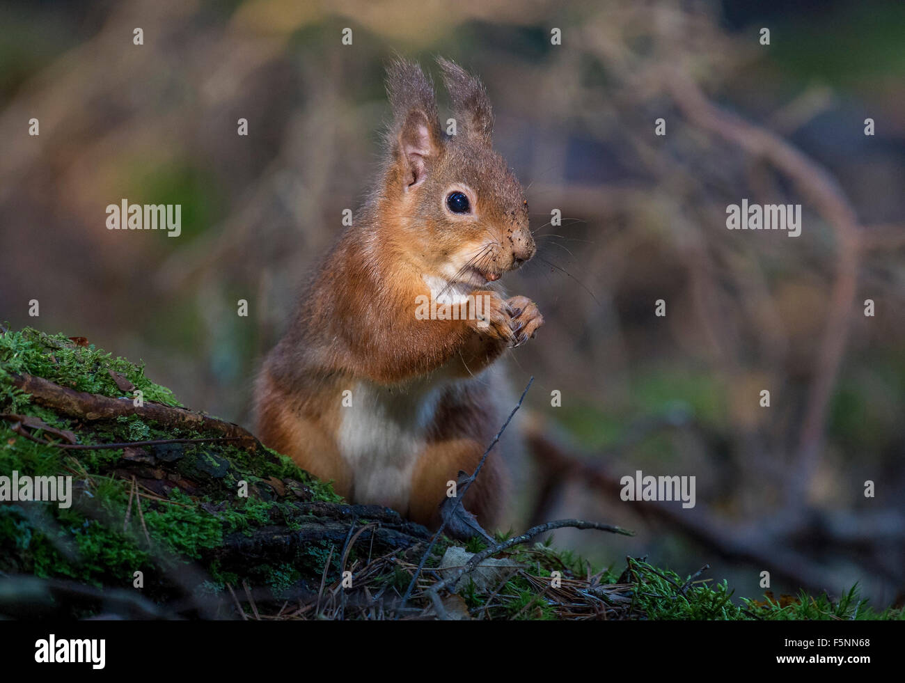 Red Squirrels in Scotland Stock Photo