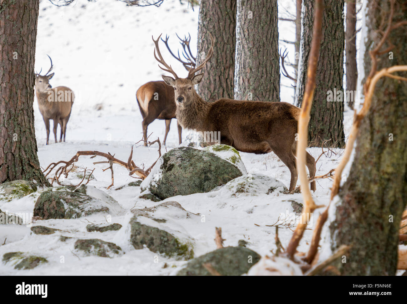 Red Deer in Scotland Stock Photo
