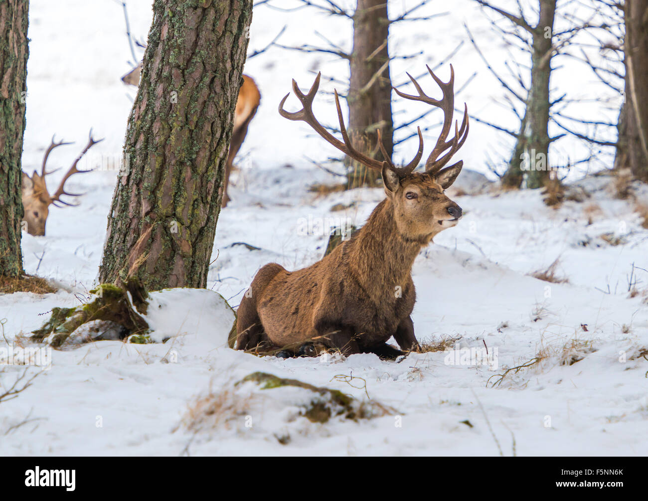 Red Deer in Scotland Stock Photo