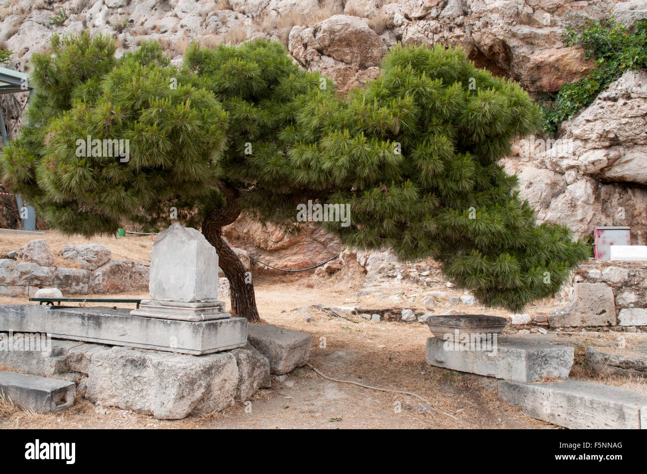 The Aleppo Pine is a very common tree in the Mediterranean like here in Athens.  Die Aleppo-Kiefer wächst häufig am Mittelmeer. Stock Photo