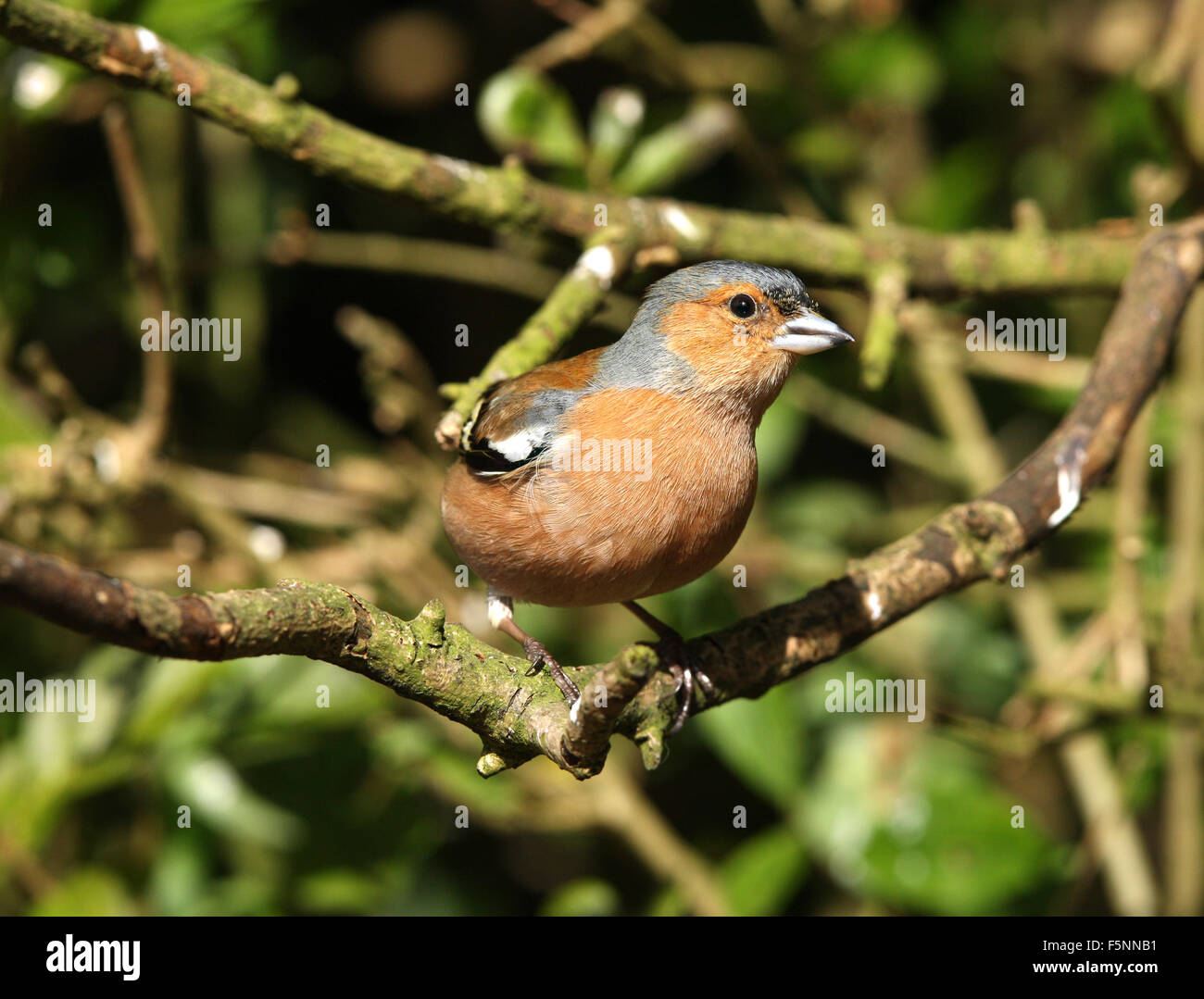 Portrait of a male Chaffinch Stock Photo