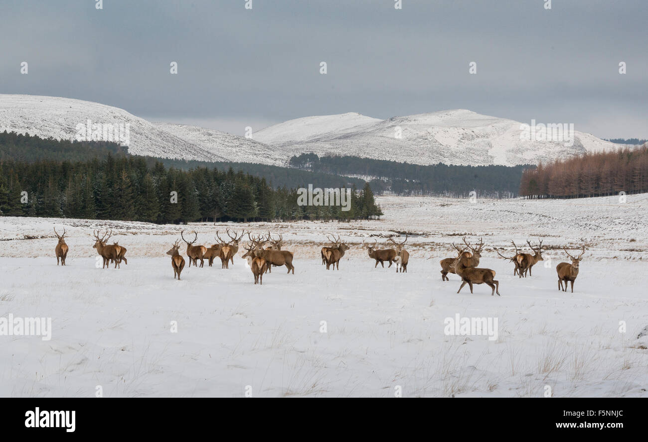 Red Deer in Scotland Stock Photo