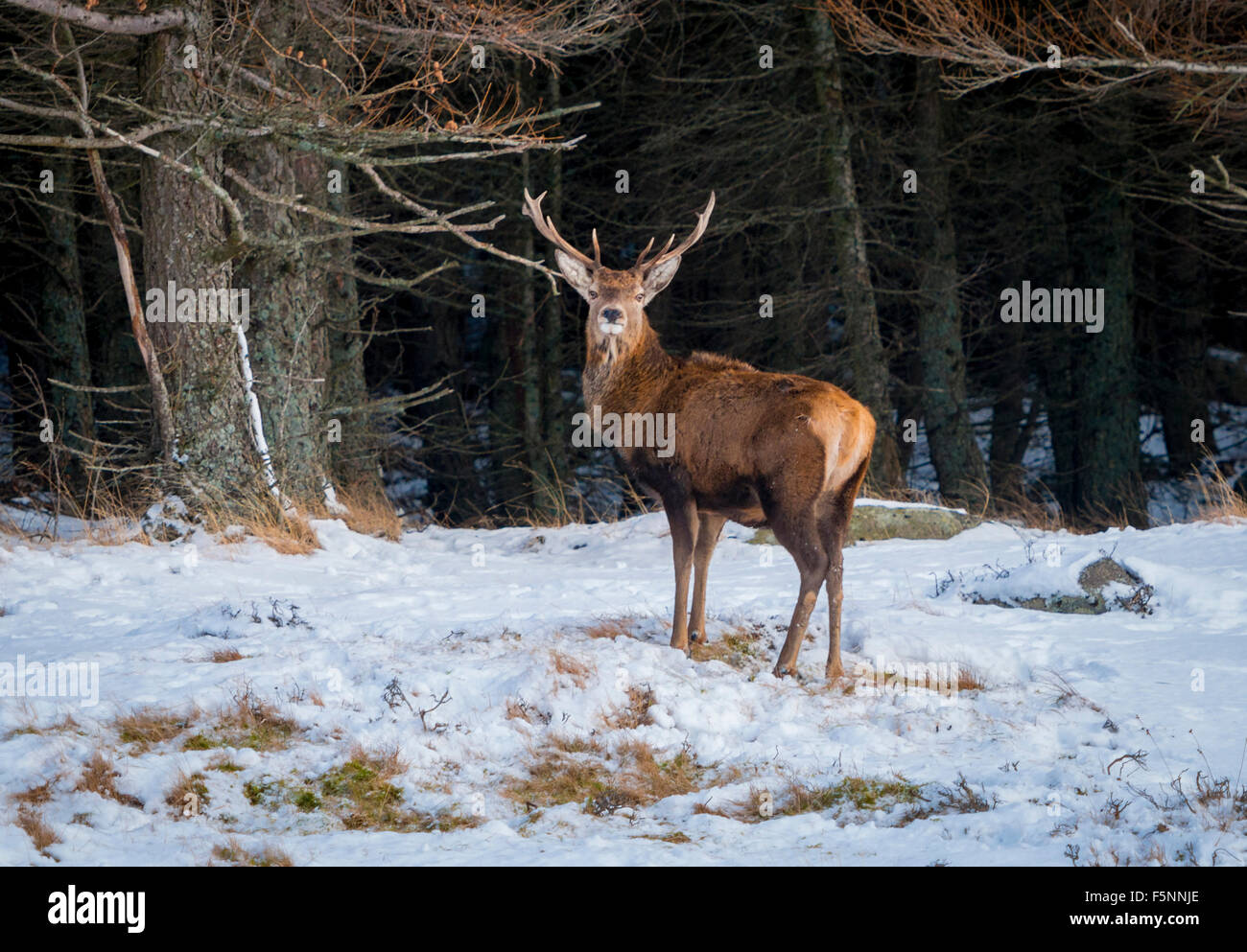 Red Deer on the forest and hills around Loch Muick near Ballater in the Cairngorm highland park below the mountain of Lochnagar. Stock Photo