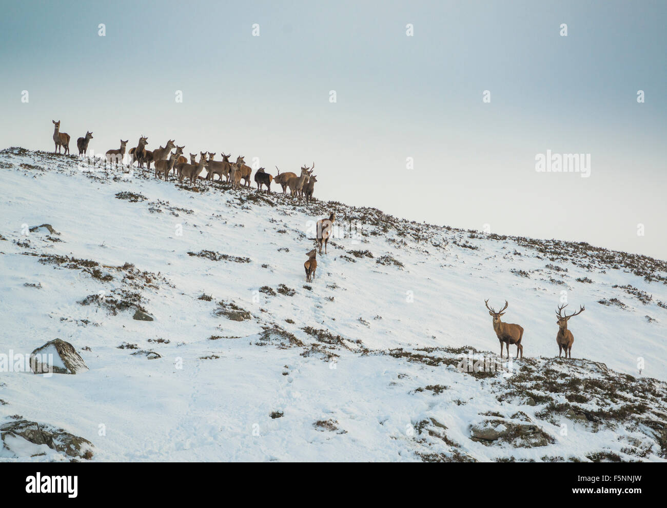 Red Deer on the forest and hills around Loch Muick near Ballater in the Cairngorm highland park below the mountain of Lochnagar. Stock Photo