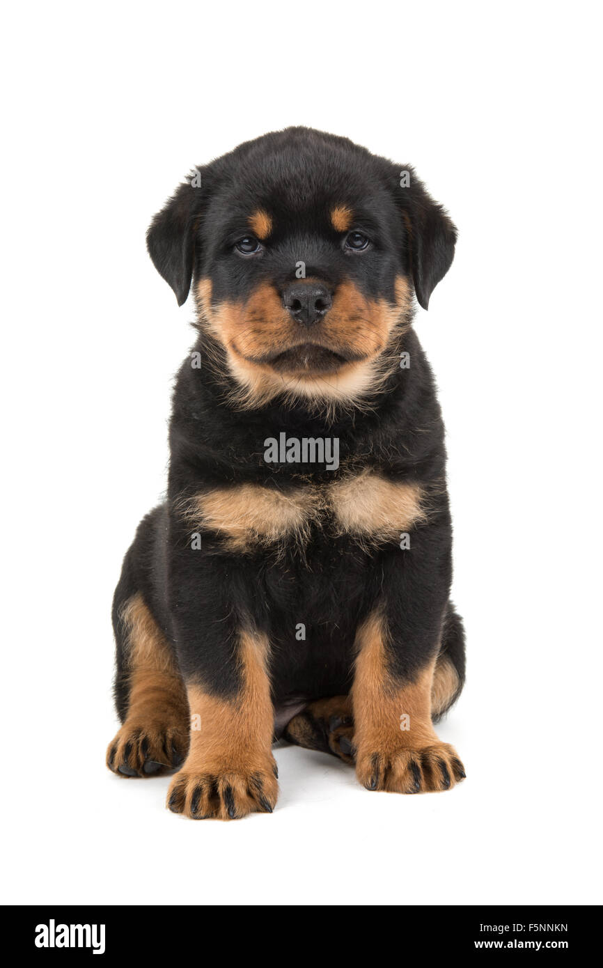 Cute sitting rottweiler puppy Stock Photo