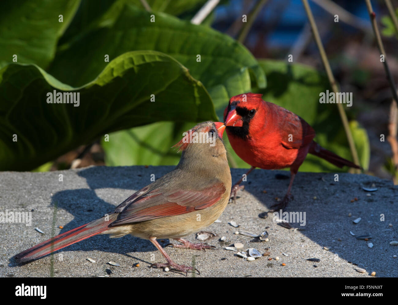 Cartoon cardinal hi-res stock photography and images - Alamy