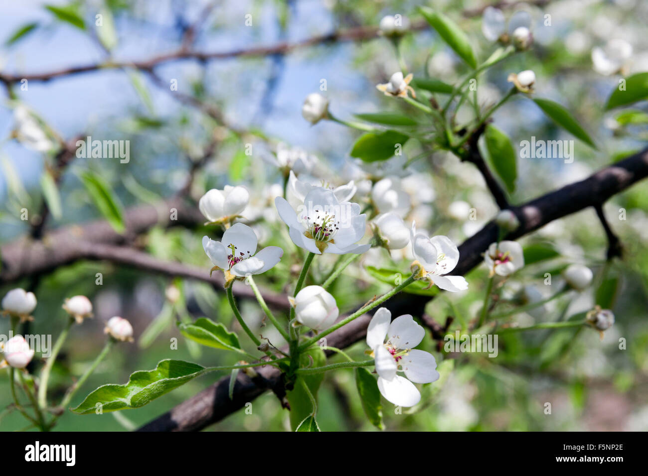 White cherry blossoms Stock Photo Alamy