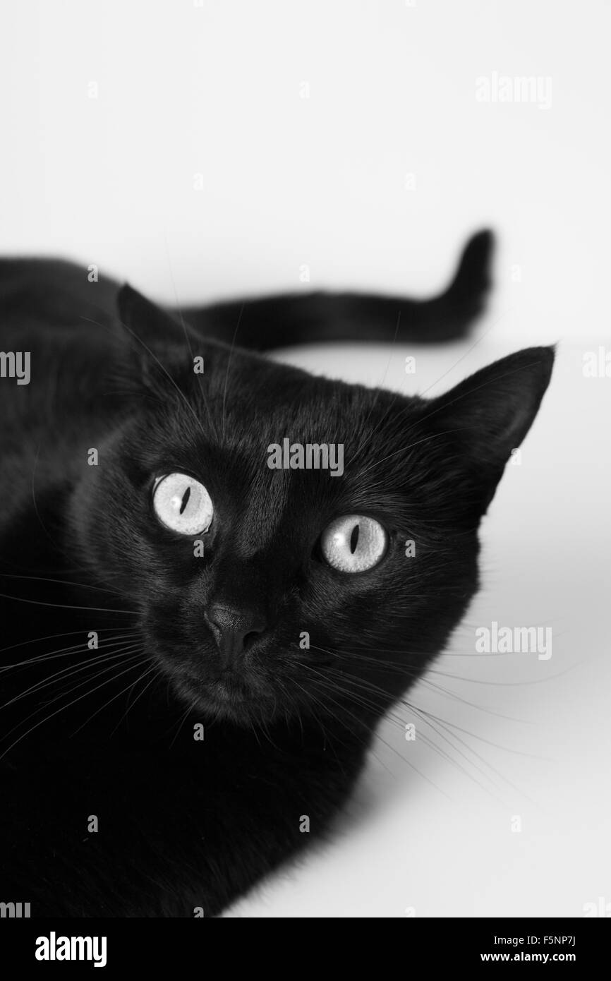 Portrait of a black cat Stock Photo