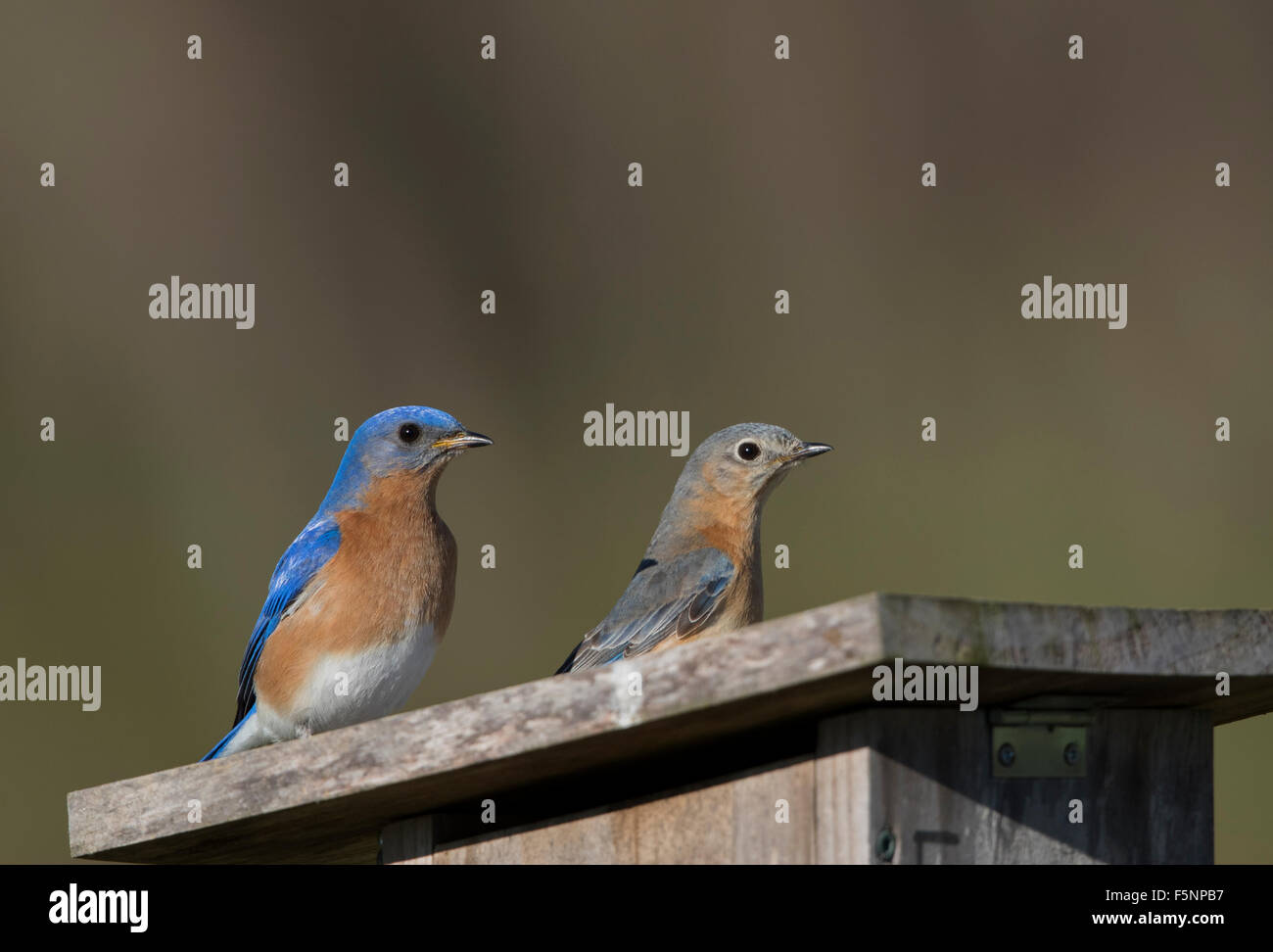 Male and female eastern bluebirds hi-res stock photography and images