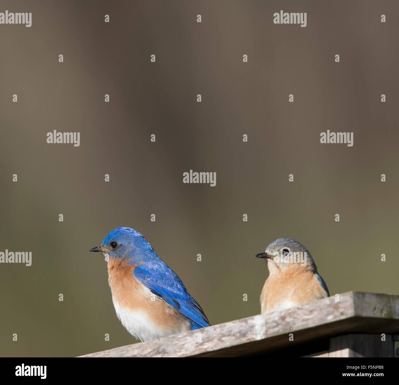 Male and female Eastern Bluebirds defending nestbox Stock Photo