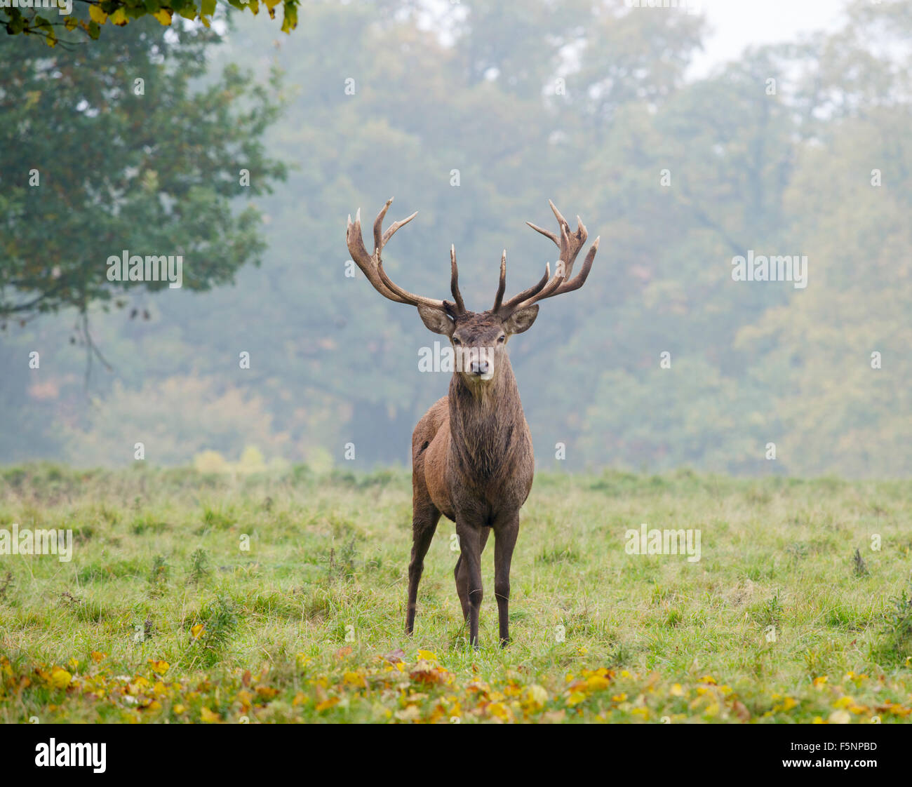 Red Deer Stag Stock Photo