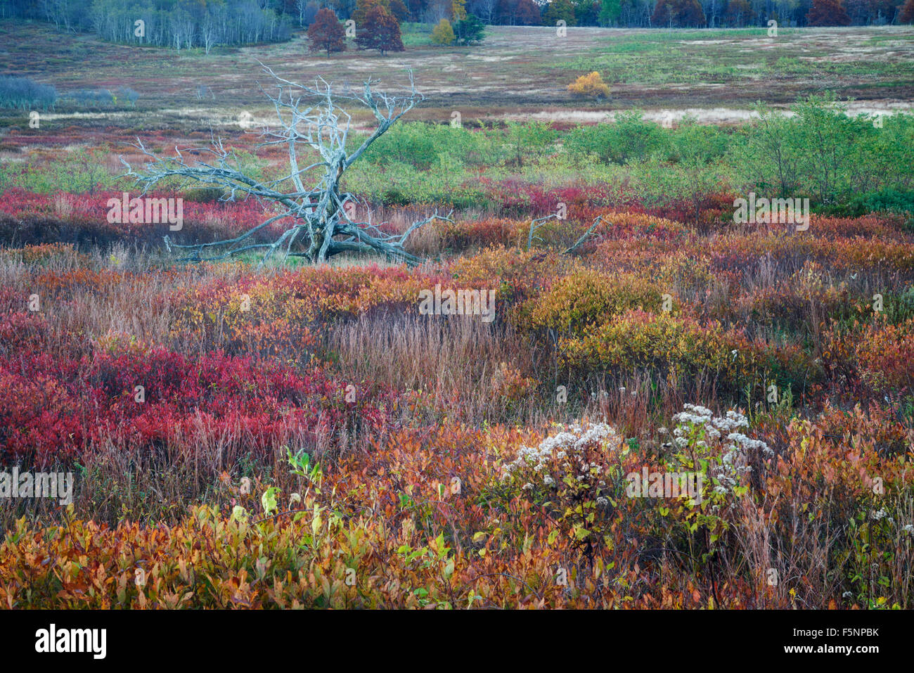 Autumn sunrise color at Big Meadows in Shenandoah National Park in Virginia Stock Photo