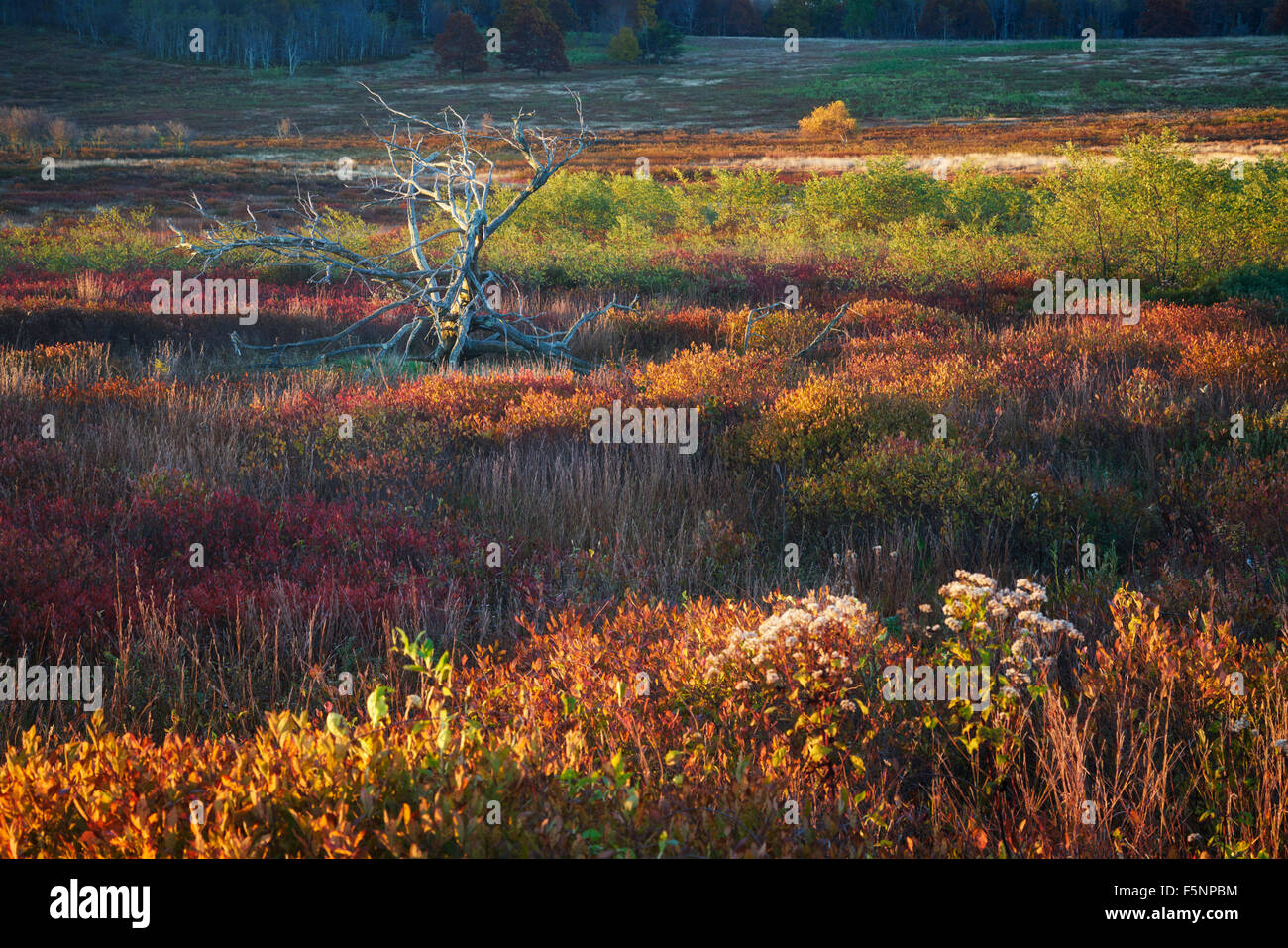 Autumn sunrise color at Big Meadows in Shenandoah National Park in Virginia Stock Photo