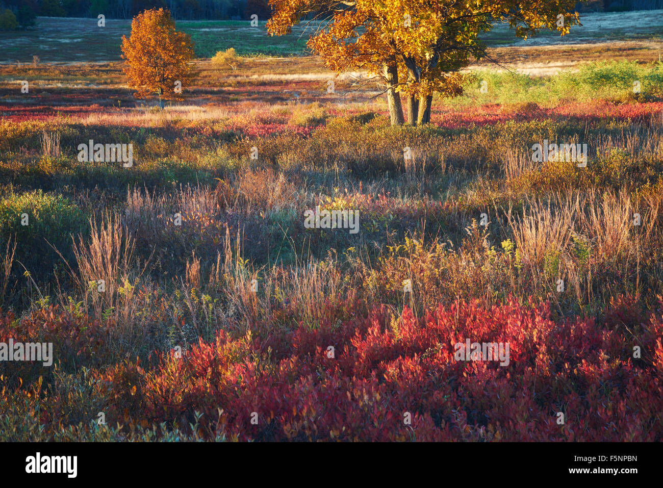 Autumn sunrise color at Big Meadows in Shenandoah National Park in Virginia Stock Photo