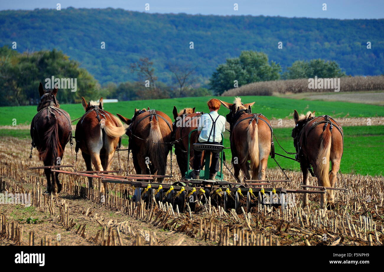 Lancaster County, Pennsylvania: Red-haired Amish youth plowing a 