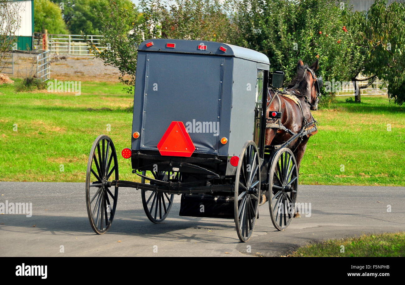 Lancaster County, Pennsylvania Amish buggy pulled by a sleek horse