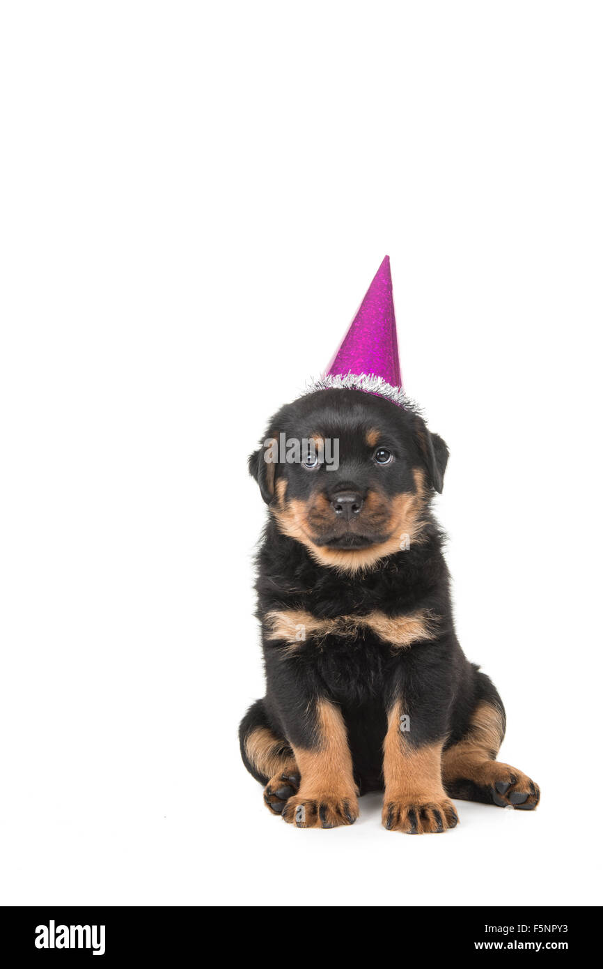 Birhday card with rottweiler puppy with party hat Stock Photo
