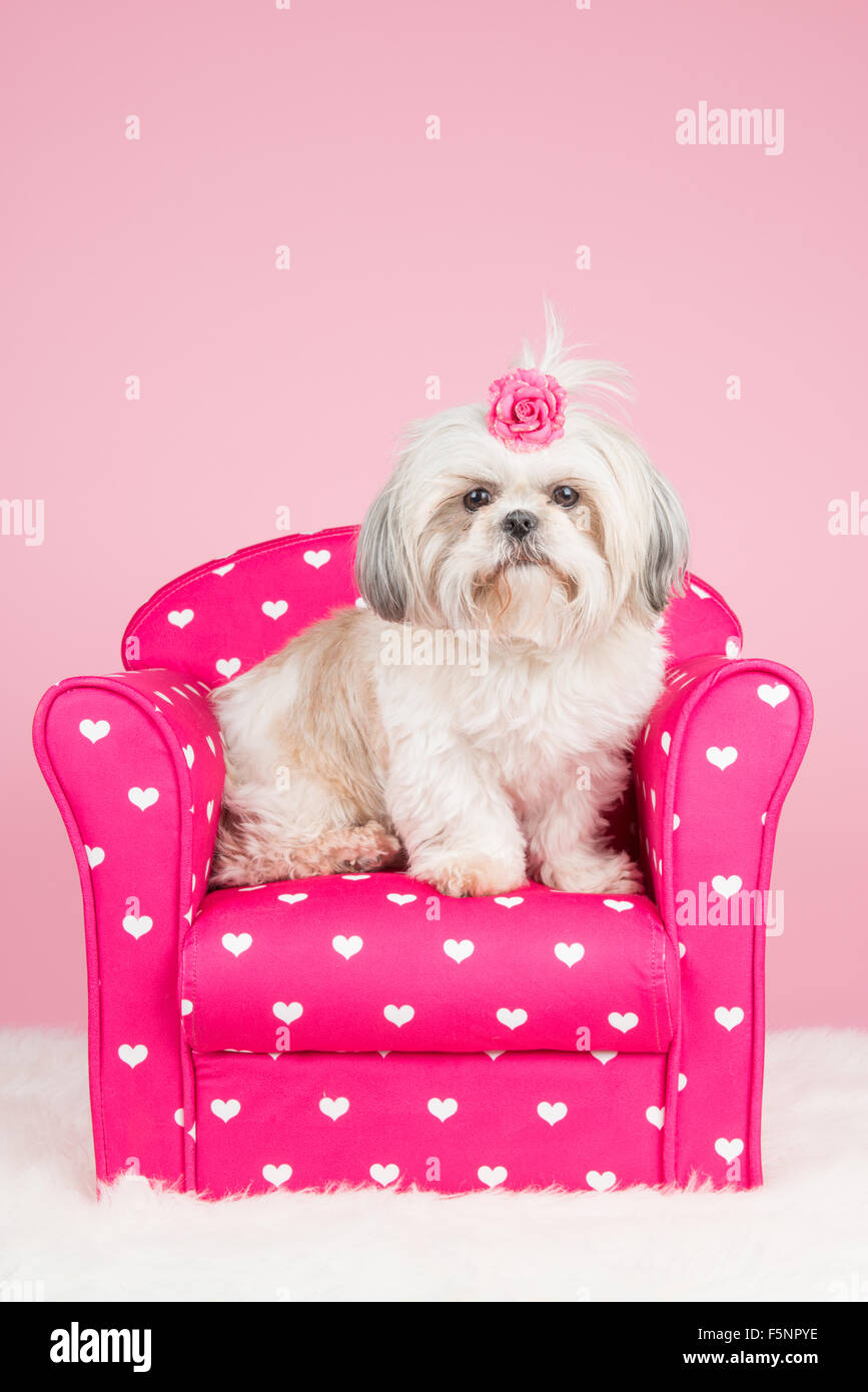 Shih-tzu dog on a pink chair Stock Photo