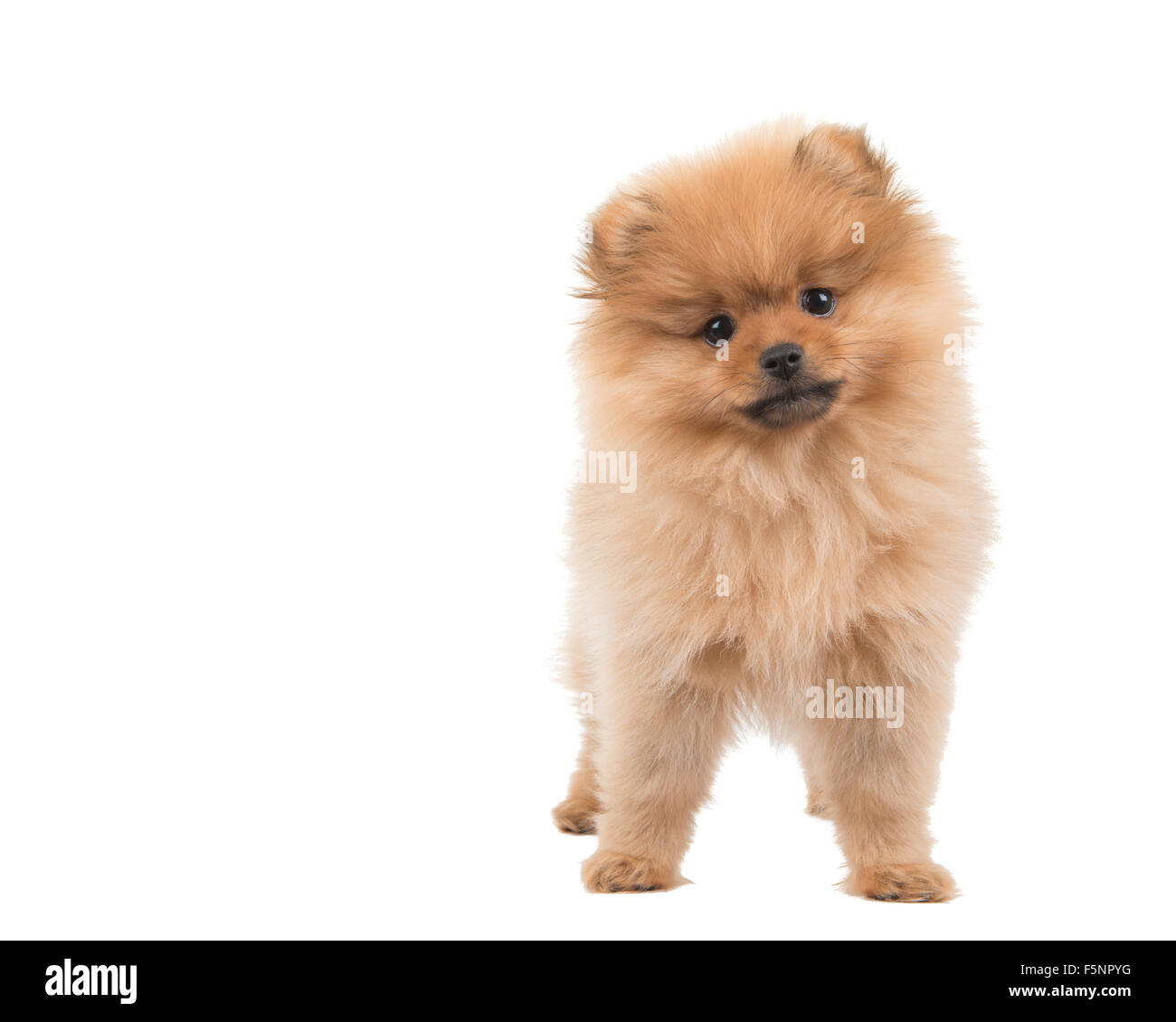 Cute pomeranian puppy Stock Photo