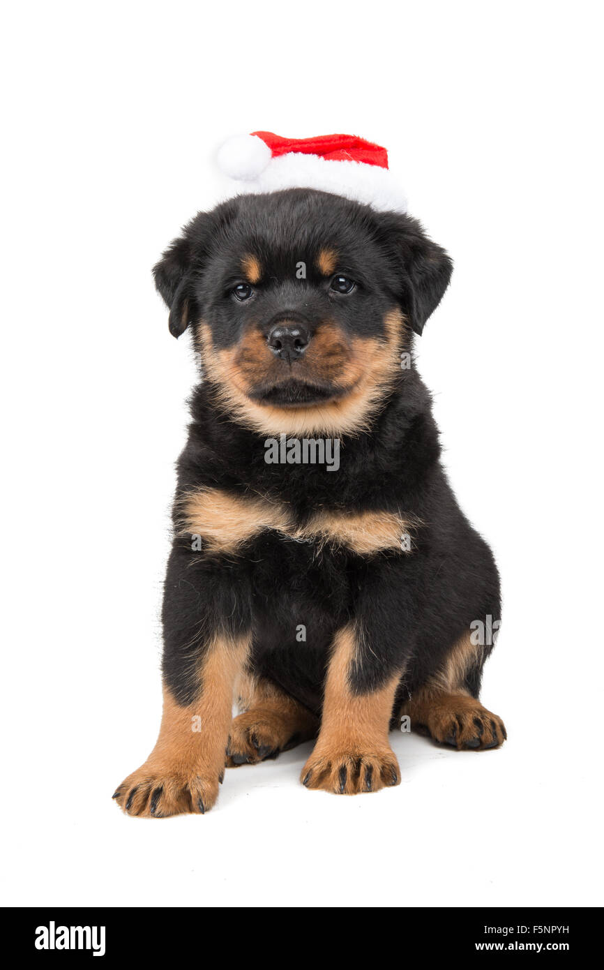 Cute rottweiler puppy dog sitting with Santa's hat isolated on a white background Stock Photo