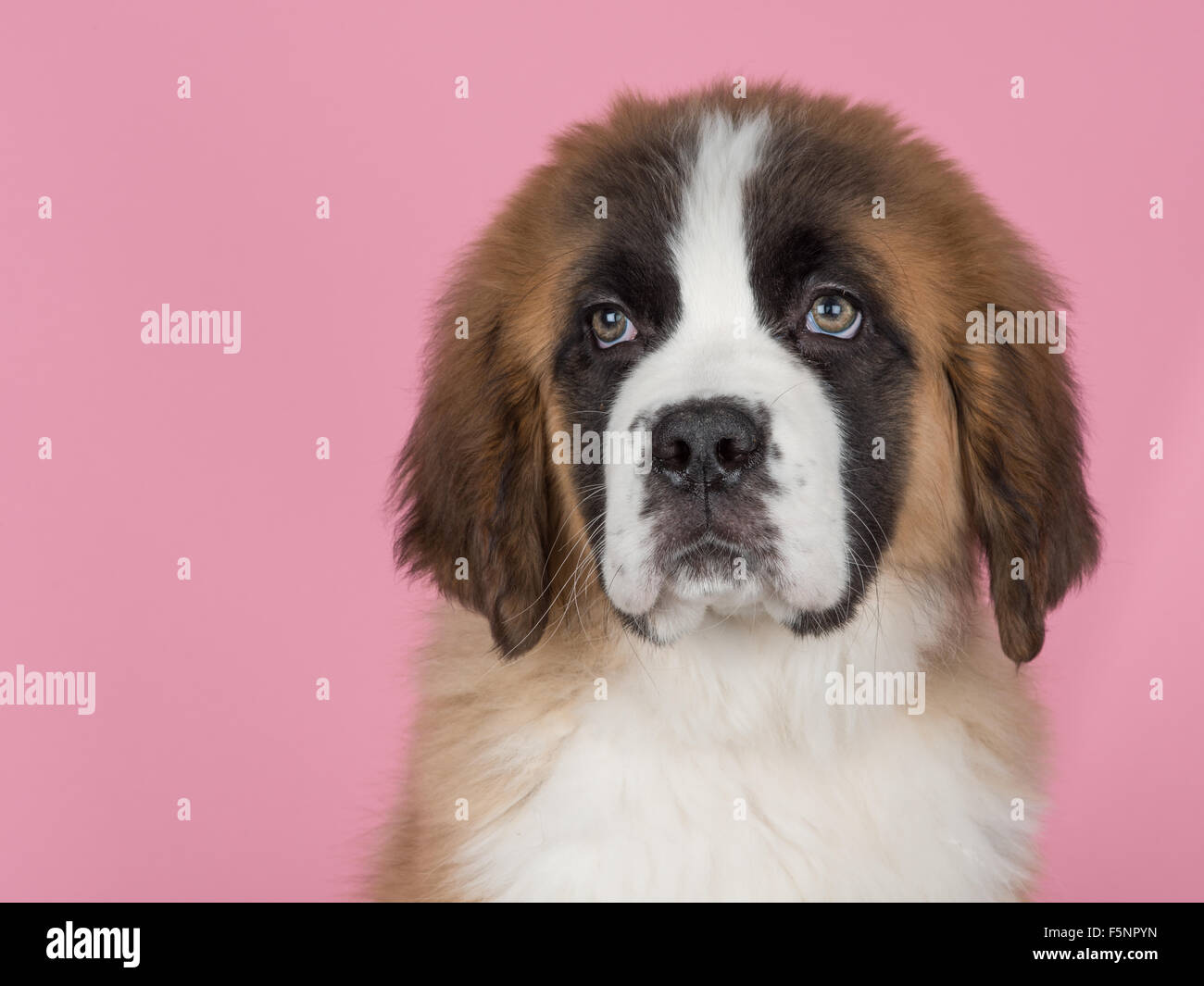 Saint Bernard puppy portrait Stock Photo