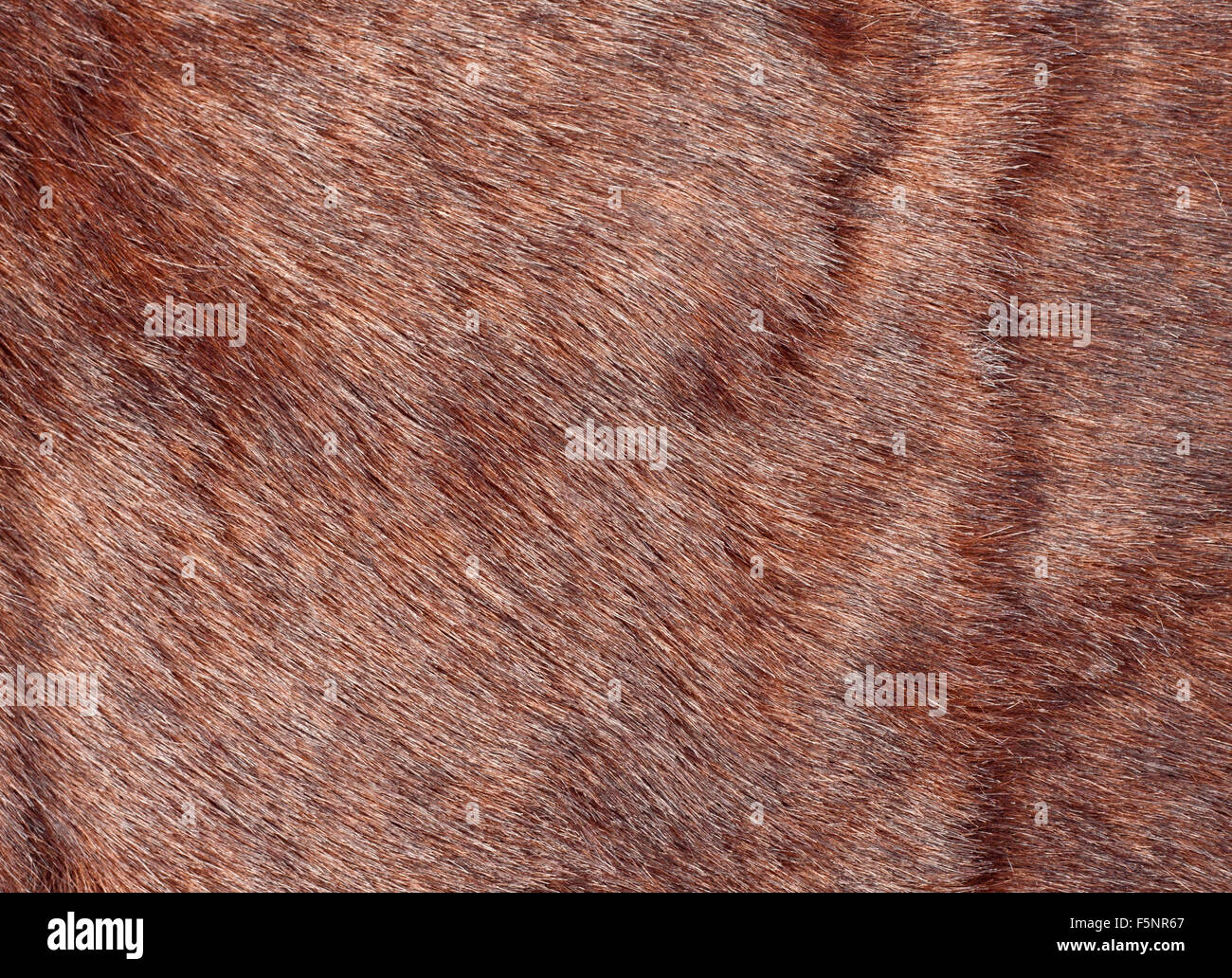 Animals soft fur texture hi-res stock photography and images - Alamy