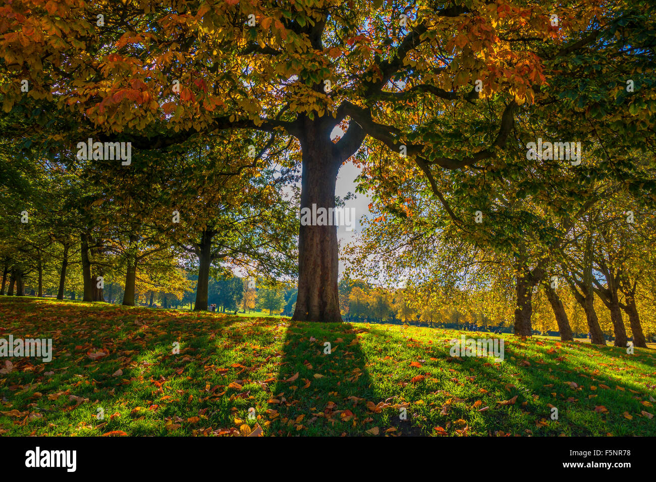 Autumn Colours in Greenwich Park London Stock Photo