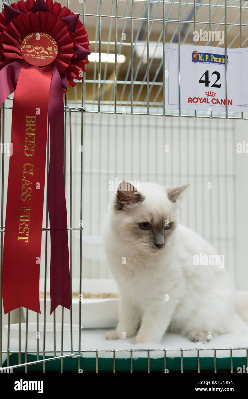 Tamworth, Staffordshire. 07th Nov, 2015. Saturday 7th November 2015 Ludo with his Breed Class
