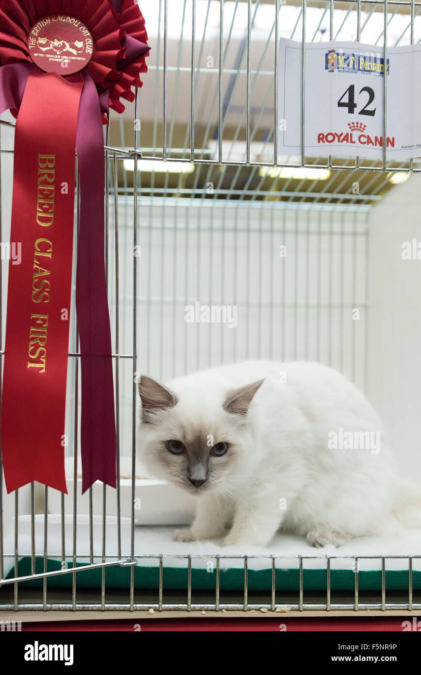 Tamworth, Staffordshire. 07th Nov, 2015. Saturday 7th November 2015 Ludo with his Breed Class