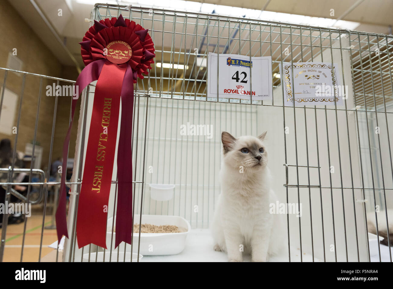 Tamworth, Staffordshire. 07th Nov, 2015. Saturday 7th November 2015 Ludo with his Breed Class