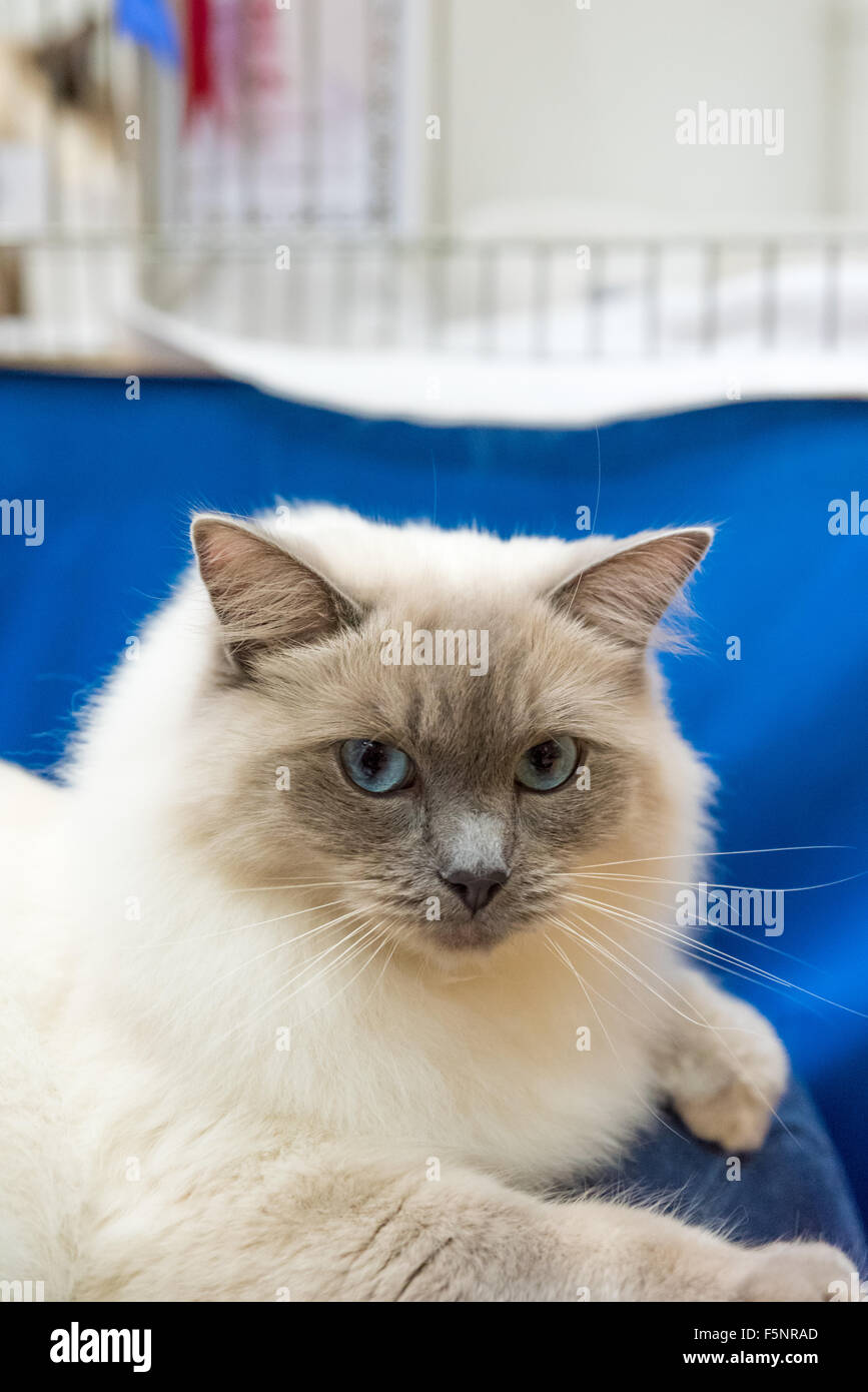 Tamworth, Staffordshire. 07th Nov, 2015. Saturday 7th November 2015 Coco with his Imperial Grand