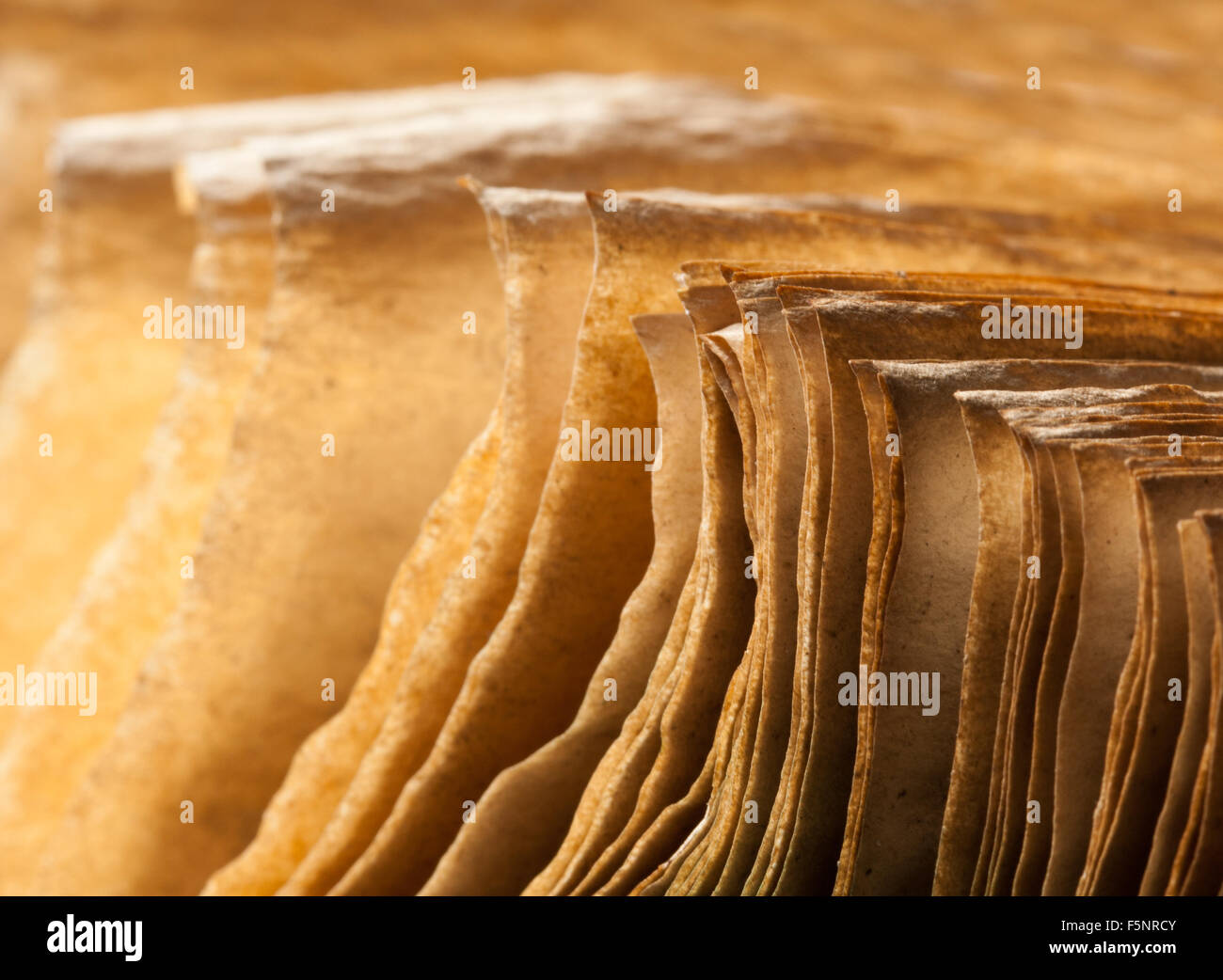 Pages of open ancient book. Close-up view Stock Photo