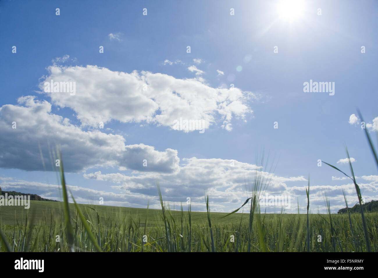 Nature. Green grass and blue sky Stock Photo - Alamy