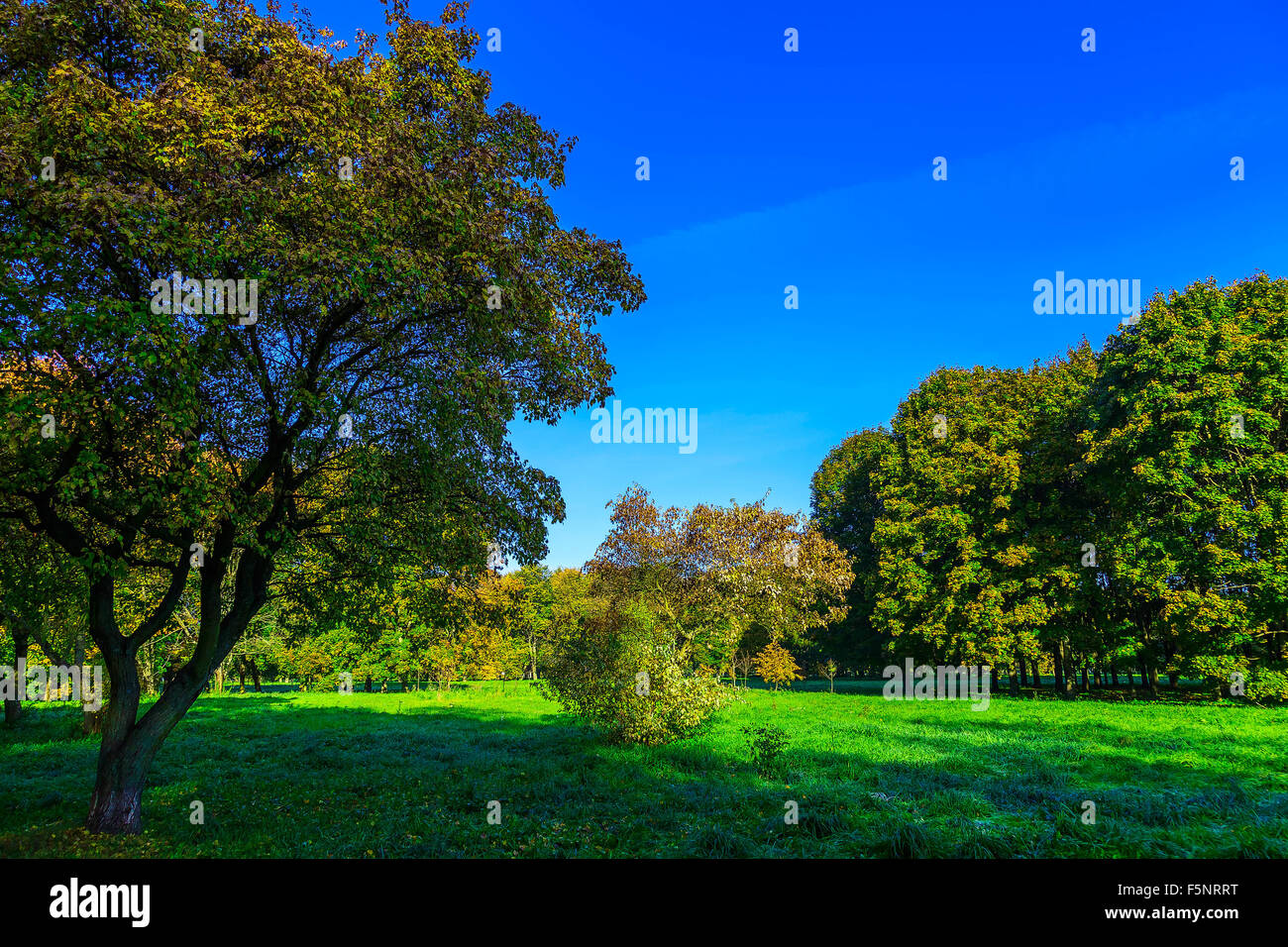 Park with Colorful Trees on Green Grass at Sunny Day Stock Photo - Alamy