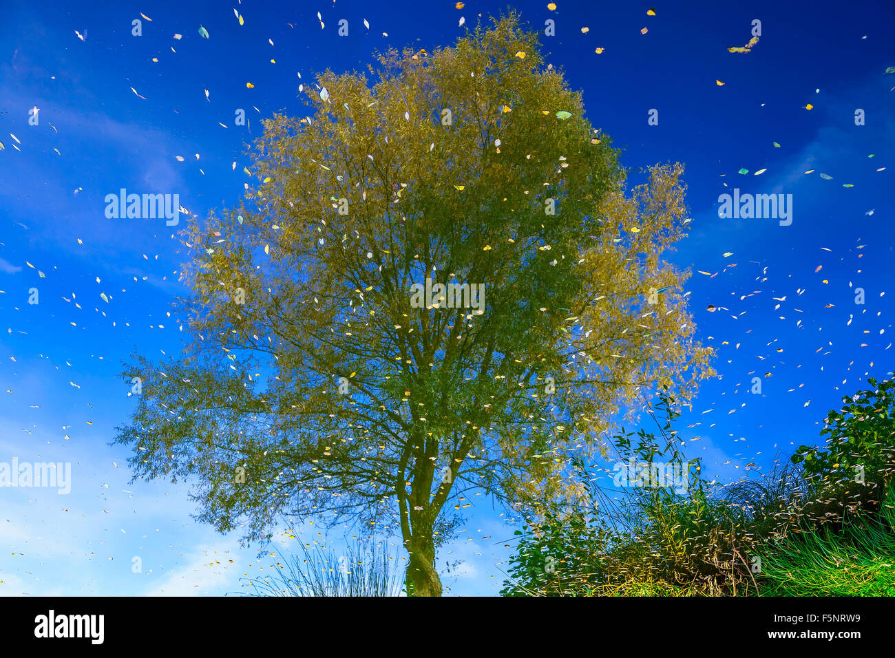 Reflection of Tree and Sky in a Water in Autumn Stock Photo - Alamy