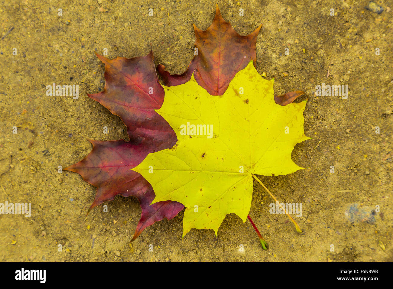 Fallen Autumn Colorful Maple Leaves Lying on Ground Stock Photo - Alamy