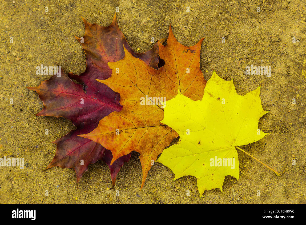 Image of maple leaves hi-res stock photography and images - Alamy