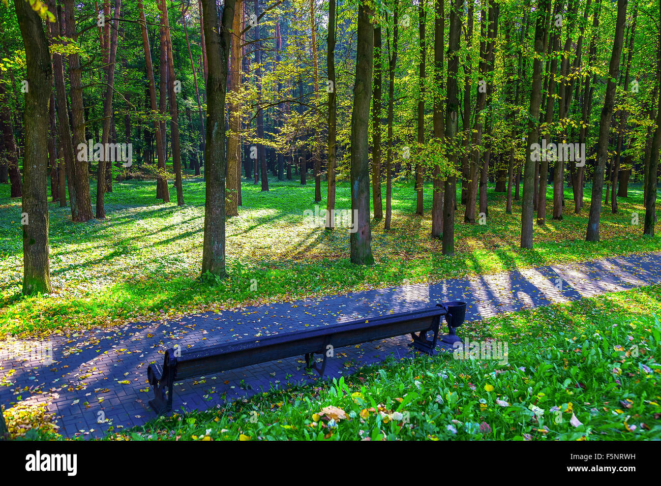 Bench along the Alley in Park at Sunny Day Stock Photo