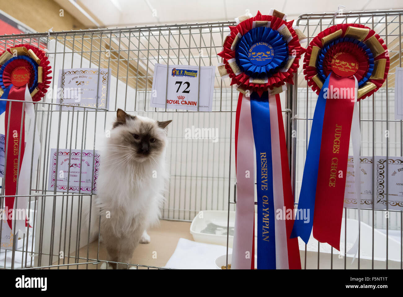 Tamworth, Staffordshire. 07th Nov, 2015. Saturday 7th November 2015 Mocha with his Reserve