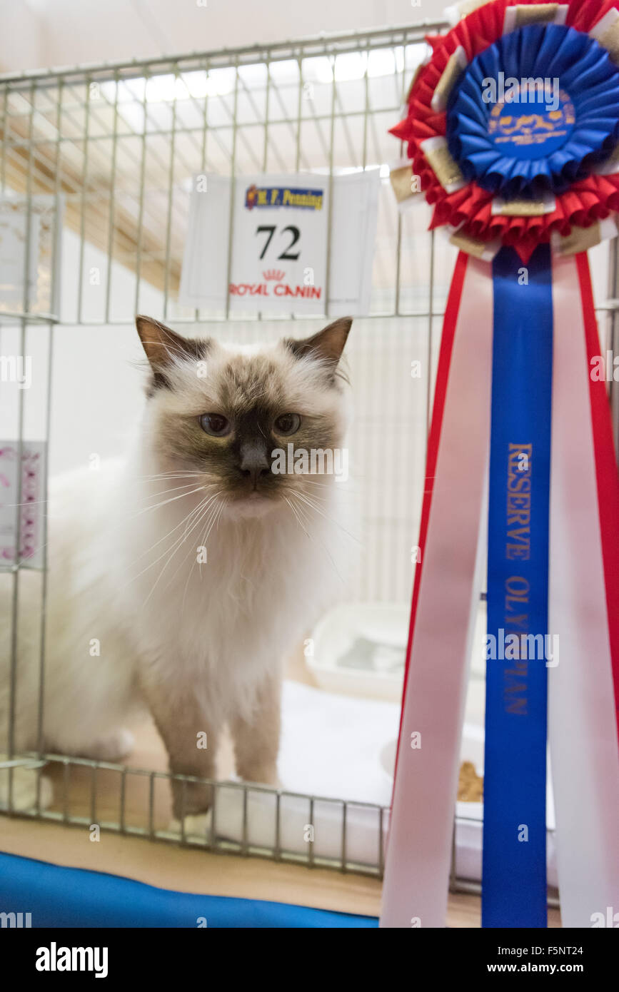 Tamworth, Staffordshire. 07th Nov, 2015. Saturday 7th November 2015 Mocha with his Reserve